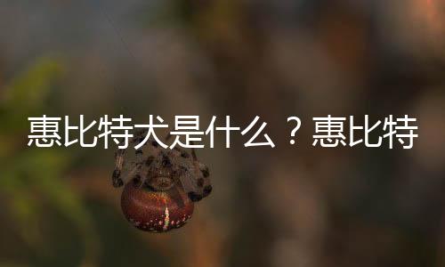惠比特犬是什么?惠比特犬怎么养?