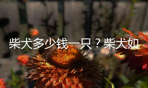 柴犬多少钱一只?柴犬如何喂养?