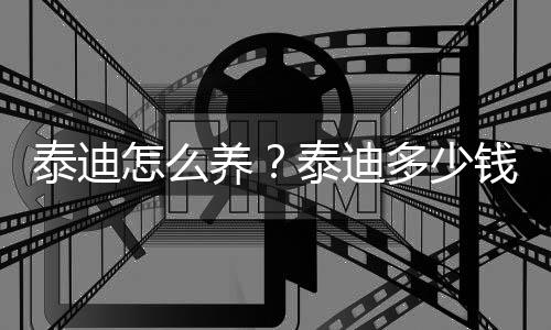 泰迪怎么养?泰迪多少钱能买到?