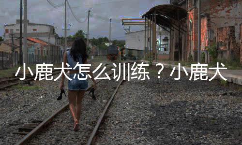 小鹿犬怎么训练?小鹿犬多少钱一条?