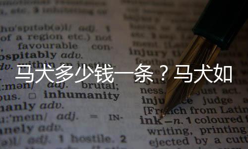 马犬多少钱一条?马犬如何喂养?